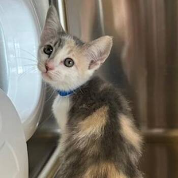 Domestic Short Hair Cats Available for Adoption in Knoxville, Tennessee - Wendy