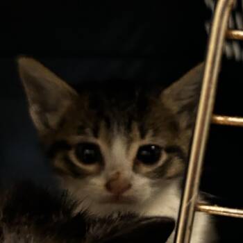 Jenna Jessica kitten 3 -  Domestic Short Hair Cat for Adoption in Leander, Texas - Jenna Jessica Kitten 3 | PetCurious