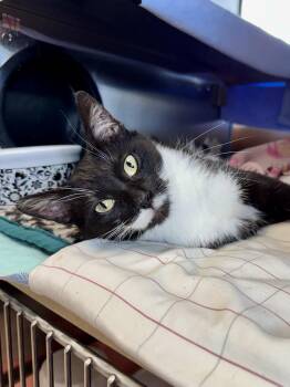 Squares -  Domestic Short Hair Cat for Adoption in Midland, Michigan - Squares | PetCurious