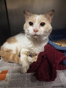 Rescue Domestic Short Hair Cats for Adoption in New Cumberland, West Virginia - Cal | PetCurious