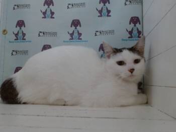 Rescue Domestic Short Hair Cats for Adoption in Orlando, Florida - FROSTY | PetCurious