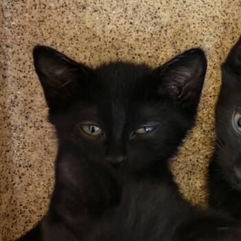 Monica -  Domestic Short Hair Cat for Adoption in Reno, Nevada - Monica | PetCurious
