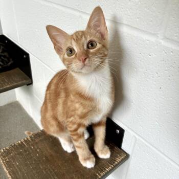 Wild Toe Toucher -  Domestic Short Hair Cat for Adoption in Carencro, Louisiana - Wild Toe Toucher | PetCurious