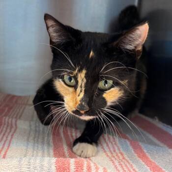 Domestic Short Hair Cats Available for Adoption in Englewood, Florida - Becky | PetCurious