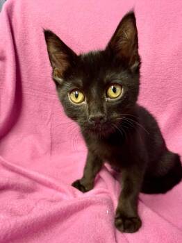 Pumpernickel -  Domestic Short Hair Cat for Adoption in Belton, Missouri - Pumpernickel | PetCurious