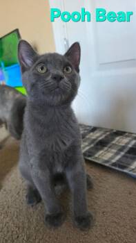 Pooh -  American Shorthair Cat for Adoption in Albuquerque, New Mexico - Pooh | PetCurious