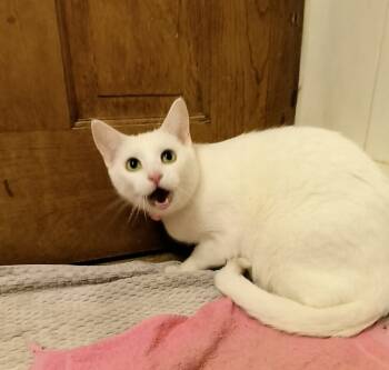 Rescue Domestic Short Hair Cats for Adoption in Wheaton, Illinois - Flopsy (bonded To Mopsy) | PetCurious