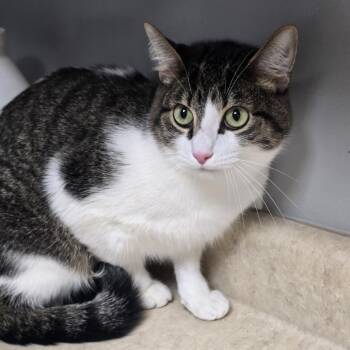Ziggy Lemon -  Domestic Short Hair Cat for Adoption in Circleville, Ohio - Ziggy Lemon | PetCurious