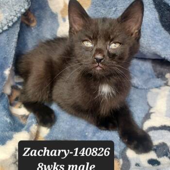 Domestic Short Hair Cats Available for Adoption in New Tazewell, Tennessee - Zachary | PetCurious