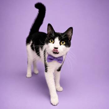 Norma Jean -  Domestic Short Hair Cat for Adoption in Binghamton, New York - Norma Jean | PetCurious