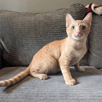 Orange -  Domestic Short Hair Cat for Adoption in Cincinnati, Ohio - Orange | PetCurious