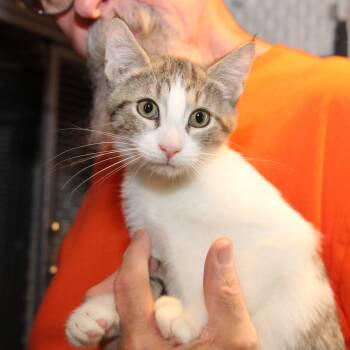 Rescue Tabby and Domestic Short Hair Cats for Adoption in Harrisburg, Pennsylvania - Barney Fife | PetCurious