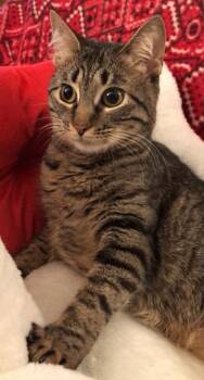 Tabby and Domestic Short Hair Cats Available for Adoption in Gorham, Maine - Elf A/k/a Elfie | PetCurious