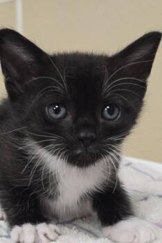 Broomer -  Domestic Short Hair Cat for Adoption in Vancouver, Washington - Broomer | PetCurious