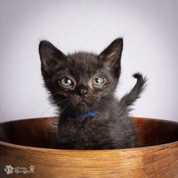 Rex -  Domestic Short Hair Cat for Adoption in Maryville, Tennessee - Rex | PetCurious