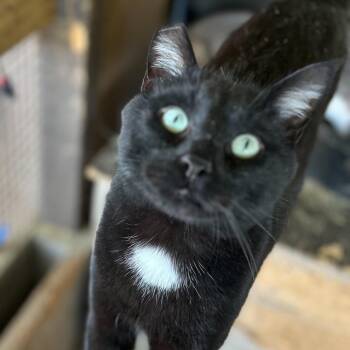 Ripley -  Domestic Short Hair Cat for Adoption in Nampa, Idaho - Ripley | PetCurious