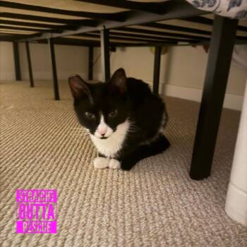 Tansy -  Domestic Short Hair Cat for Adoption in Vancouver, British Columbia - Tansy | PetCurious