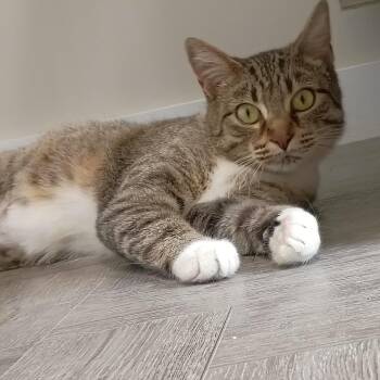 Tabby Cats Available for Adoption in Rogersville, Tennessee - Buttercup | PetCurious