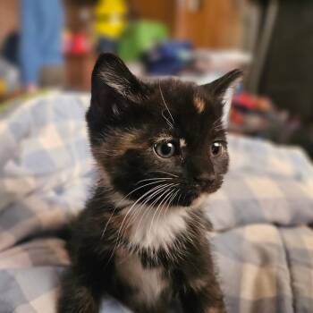 Cleopatra -  Domestic Short Hair Cat for Adoption in Watertown, New York - Cleopatra | PetCurious