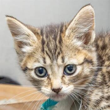 Domestic Short Hair Cats Available for Adoption in St. Louis, Missouri - COCOA | PetCurious