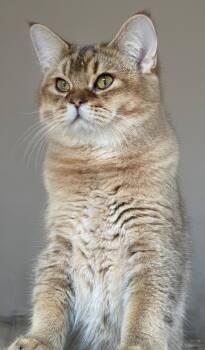 BB -  British Shorthair Cat for Adoption in Snow Hill, Maryland - BB | PetCurious