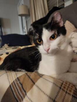 Domestic Short Hair Cats Available for Adoption - Emma  | PetCurious