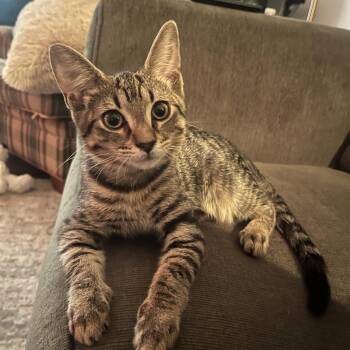 Dolton -  Domestic Short Hair Cat for Adoption in Chicago, Illinois - Dolton | PetCurious
