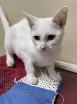 Rescue Domestic Short Hair Cats for Adoption in Logan, Ohio - Boo | PetCurious