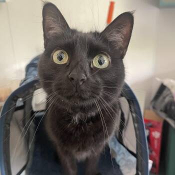 Domestic Short Hair Cats Available for Adoption - Nix | PetCurious