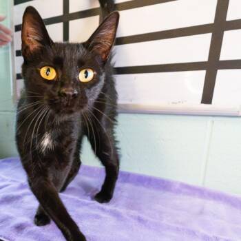 Boco -  Domestic Short Hair Cat for Adoption in South Elgin, Illinois - Boco | PetCurious