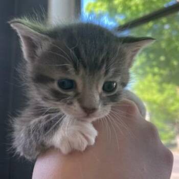 Gravy C11317 -  Domestic Short Hair Cat for Adoption - Gravy C11317 | PetCurious