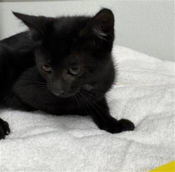 A883846 -  Domestic Short Hair Cat for Adoption in Camarillo, California - A883846 | PetCurious