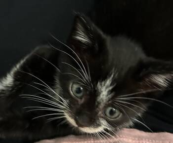 Zoe -  Domestic Medium Hair Cat for Adoption in Orlando, Florida - Zoe | PetCurious