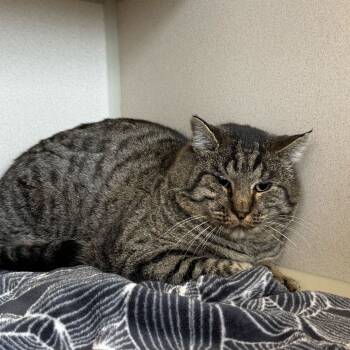 Rescue Domestic Short Hair Cats for Adoption in Rifle, Colorado - JR. | PetCurious
