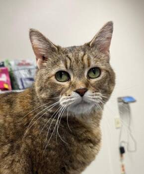Jasmine -  Domestic Short Hair Cat for Adoption in Yankton, South Dakota - Jasmine | PetCurious