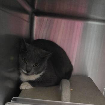 Domestic Short Hair Cats Available for Adoption - Nature 25-1779 | PetCurious