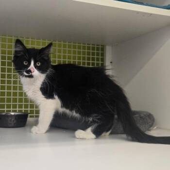 Earl -  Domestic Long Hair Cat for Adoption in Meridian, Idaho - Earl | PetCurious
