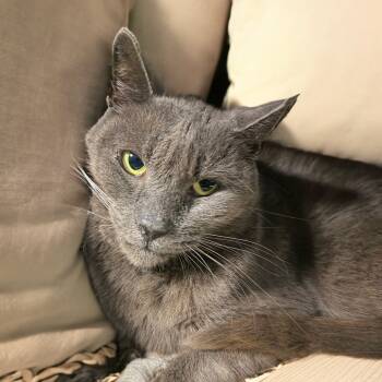 Rescue Domestic Short Hair Cats for Adoption in Long Beach, California - Winston | PetCurious