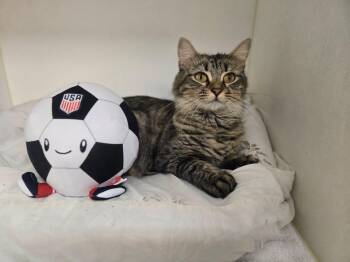 Scampi -  Domestic Medium Hair Cat for Adoption in Bloomfield, New Jersey - Scampi | PetCurious