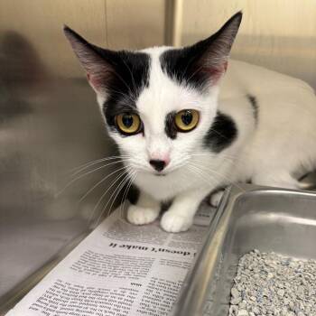 Mercedes -  Domestic Short Hair Cat for Adoption in Winston-salem, North Carolina - Mercedes | PetCurious