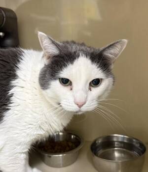 Domestic Short Hair Cats Available for Adoption in Arlington, Washington - Zoe | PetCurious