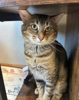 Rossi -  Domestic Short Hair Cat for Adoption in Mokena, Illinois - Rossi | PetCurious