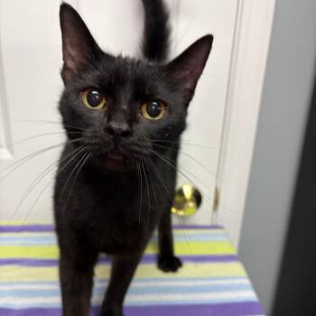 Selena -  Domestic Short Hair Cat for Adoption in Granville, Ohio - Selena | PetCurious