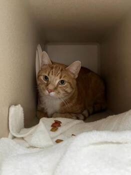 Rescue Domestic Short Hair Cats for Adoption in Steamboat Springs, Colorado - Orangy | PetCurious