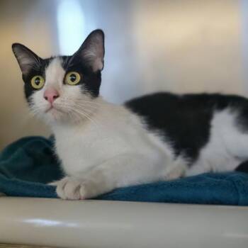 Elm -  Domestic Short Hair Cat for Adoption in Oakland, California - Elm | PetCurious