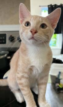 Mozza -  Domestic Short Hair Cat for Adoption in Winnipeg, Manitoba - Mozza | PetCurious
