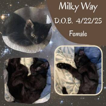 Rescue Domestic Short Hair Cats for Adoption in Caldwell, Texas - Milky Way | PetCurious