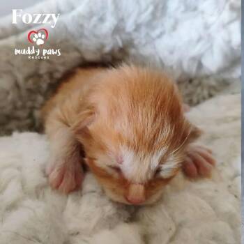 Rescue Domestic Short Hair Cats for Adoption in Council Bluffs, Iowa - Muppet Babies: Fozzy | PetCurious