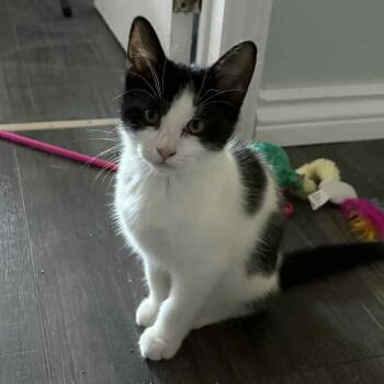 Rescue Domestic Short Hair Cats for Adoption in Hamilton, Ontario - Cognac - Curious & Playful! | PetCurious