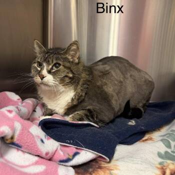 Binx *Meet me at Plymouth Petsmart* -  Domestic Short Hair Cat for Adoption in Buffalo, Minnesota - Binx *Meet Me At Plymouth Petsmart* | PetCurious